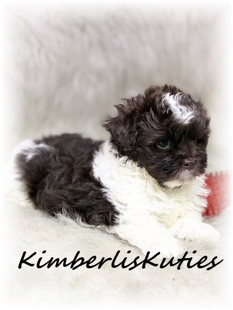 MALTI-POO (Maltese/Toy Poodle) Male, Tiny Tebow