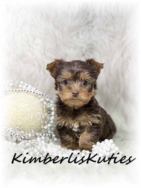 CHOCOLATE Yorkshire Terrier ~ Female, Tipsy