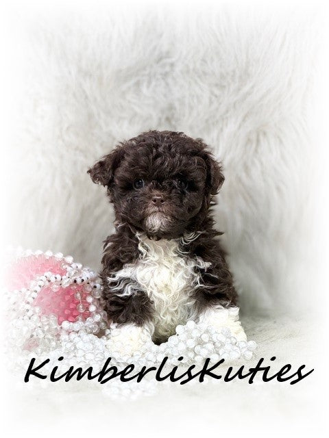 MALTI-POO (Maltese/Toy Poodle) Tess