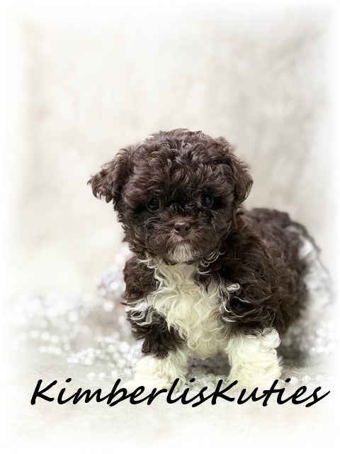 MALTI-POO (Maltese/Toy Poodle) Tess
