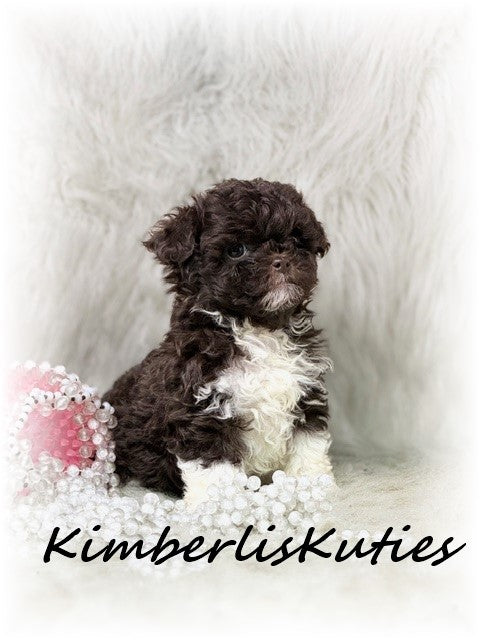 MALTI-POO (Maltese/Toy Poodle) Tess