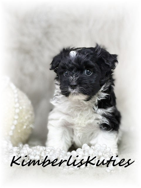 YORKIE-POO (Yorkshire Terrier/Toy Poodle) Female, Brynlee