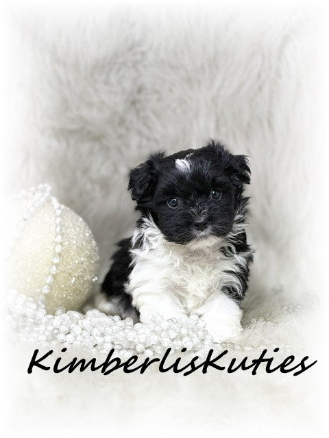 YORKIE-POO (Yorkshire Terrier/Toy Poodle) Female, Brynlee
