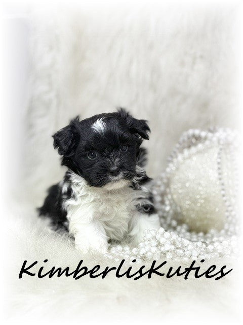 YORKIE-POO (Yorkshire Terrier/Toy Poodle) Female, Brynlee