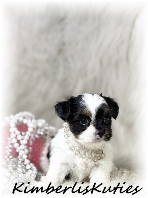 YORKIE POO (Yorkshire Terrier/Toy Poodle) Female, Little Blair