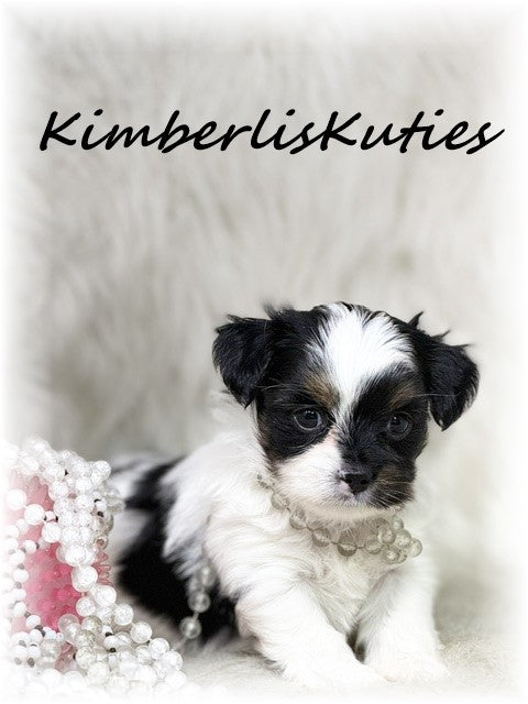 YORKIE POO (Yorkshire Terrier/Toy Poodle) Female, Little Blair