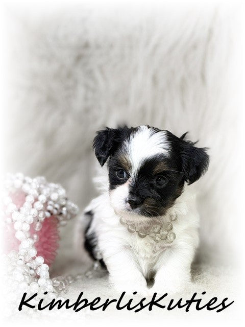 YORKIE POO (Yorkshire Terrier/Toy Poodle) Female, Little Blair