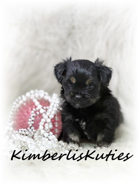 YORKIEPOO (Yorkshire Terrier/Toy Poodle) Female, Brinley