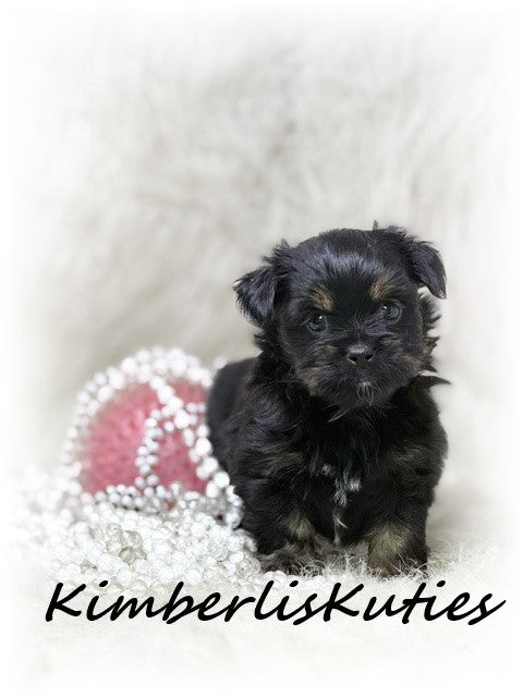 YORKIEPOO (Yorkshire Terrier/Toy Poodle) Female, Brinley