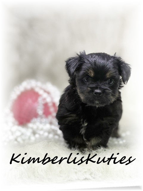 YORKIEPOO (Yorkshire Terrier/Toy Poodle) Female, Brinley