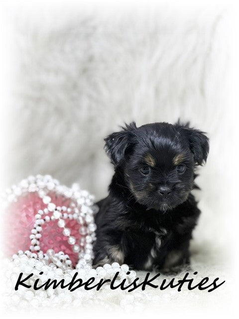 YORKIEPOO (Yorkshire Terrier/Toy Poodle) Female, Brinley