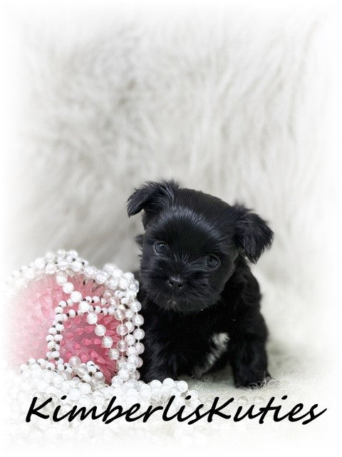 YORKIE POO (Yorkshire Terrier/Toy Poodle) Female, Little Bendy