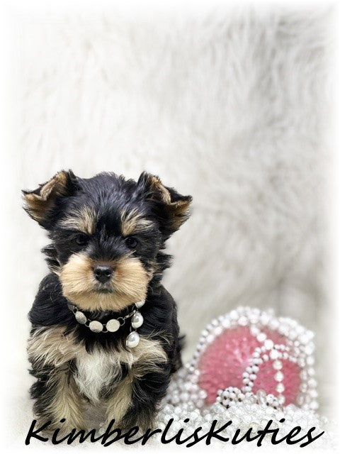 TRADITIONAL Yorkshire Terrier ~ Female, Sage
