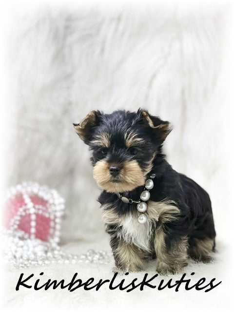 TRADITIONAL Yorkshire Terrier ~ Female, Sage