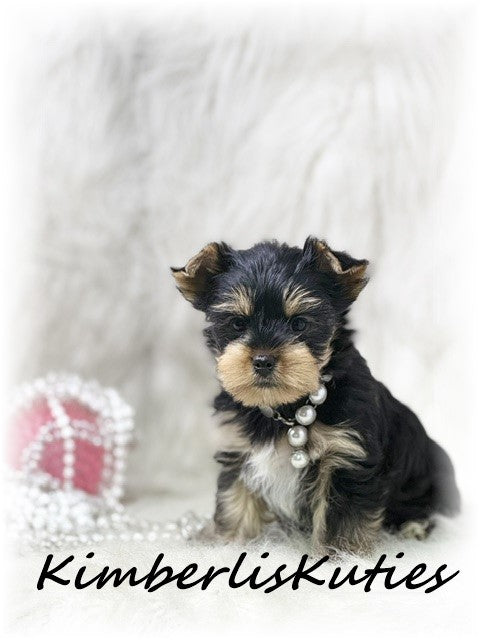 TRADITIONAL Yorkshire Terrier ~ Female, Sage