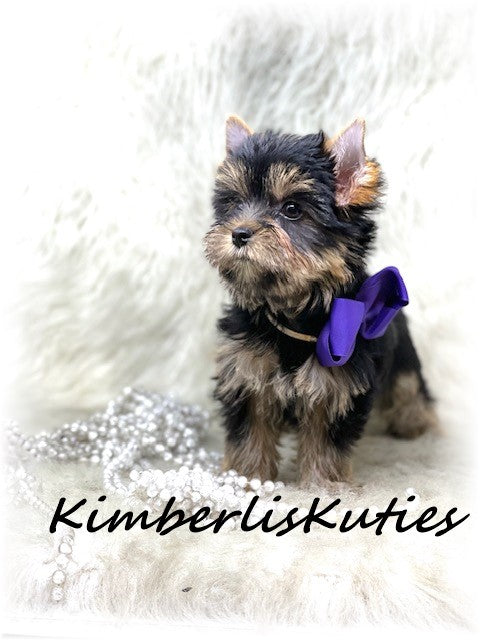 TRADITIONAL Yorkshire Terrier ~ Female, Poppy