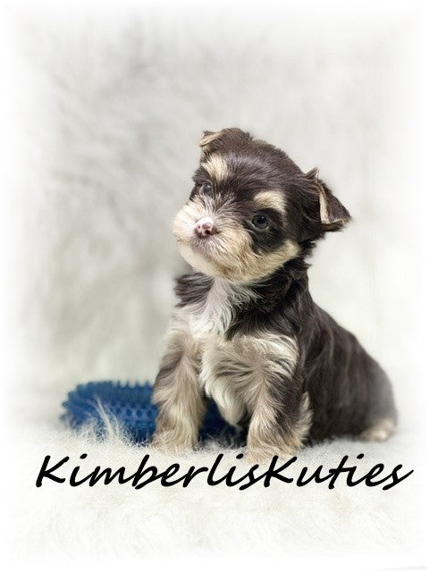CHOCOLATE Yorkshire Terrier ~ Male, Seth