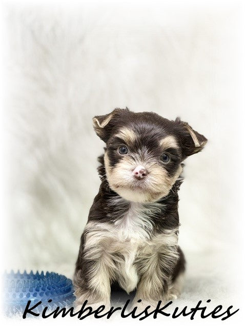 CHOCOLATE Yorkshire Terrier ~ Male, Seth