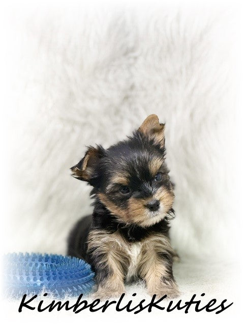 TRADITIONAL Yorkshire Terrier ~ Male, Spence