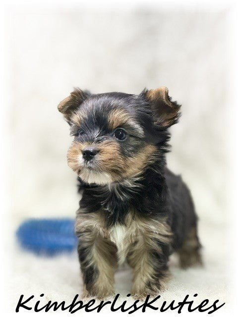 TRADITIONAL Yorkshire Terrier ~ Male, Spence