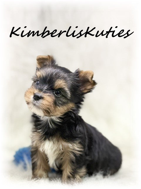 TRADITIONAL Yorkshire Terrier ~ Male, Spence