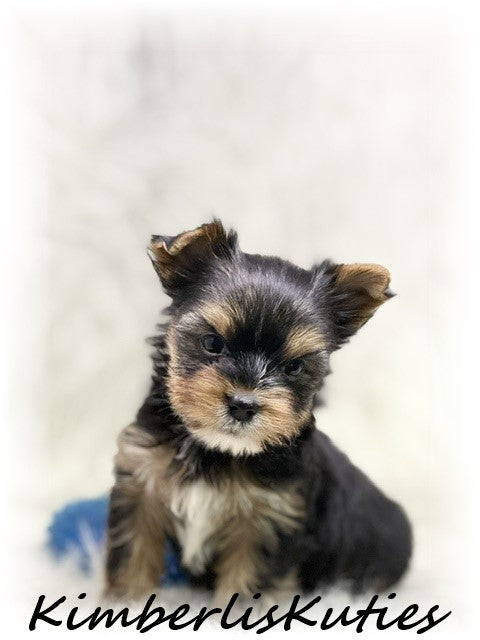 TRADITIONAL Yorkshire Terrier ~ Male, Spence