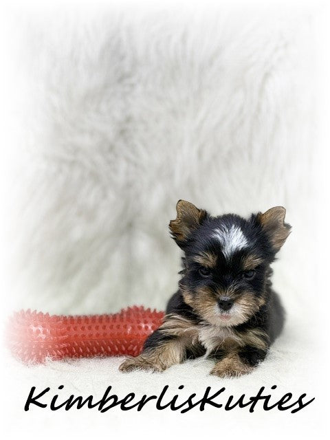 TRADITIONAL Yorkshire Terrier ~ Male, Sloane