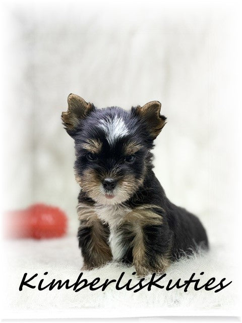TRADITIONAL Yorkshire Terrier ~ Male, Sloane