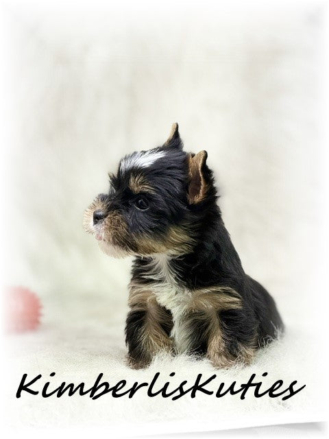 TRADITIONAL Yorkshire Terrier ~ Male, Sloane