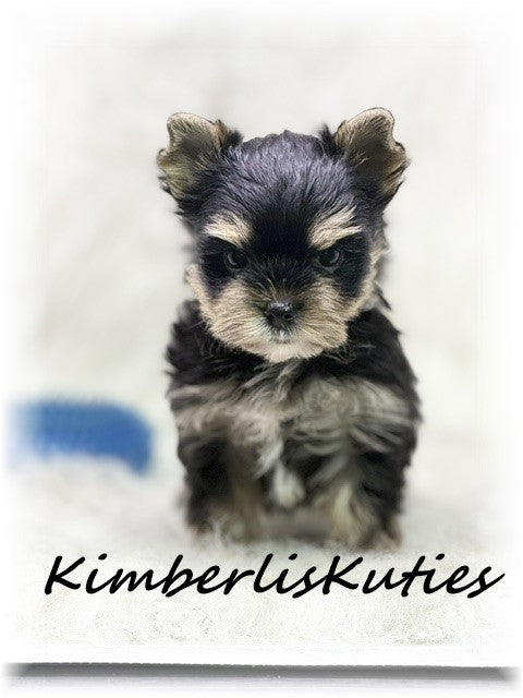 TRADITIONAL Yorkshire Terrier ~ Male, Stone