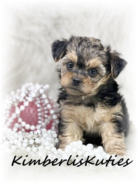 YORKIE POO (Yorkshire Terrier/Toy Poodle) Female, Little Mia