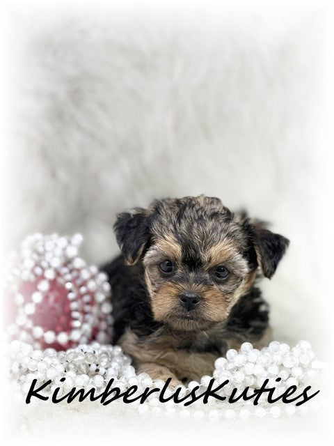 YORKIE POO (Yorkshire Terrier/Toy Poodle) Female, Little Mia