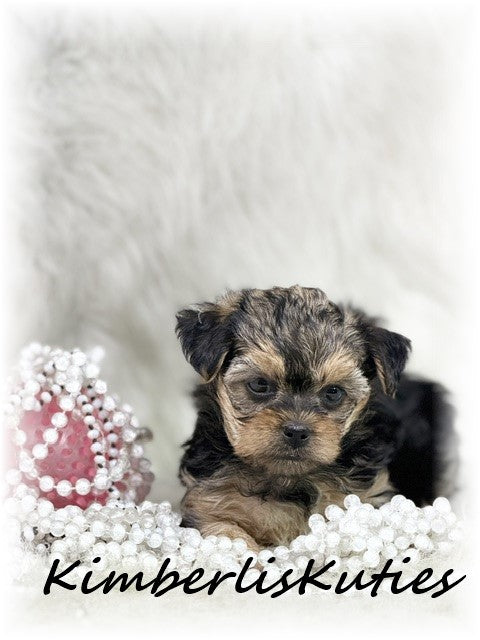 YORKIE POO (Yorkshire Terrier/Toy Poodle) Female, Little Mia
