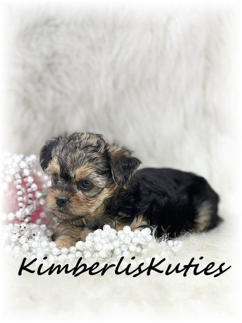 YORKIE POO (Yorkshire Terrier/Toy Poodle) Female, Little Mia