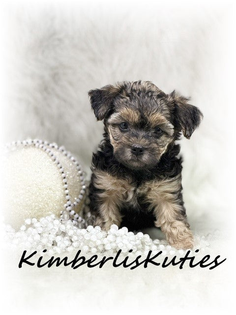 YORKIE-POO (Yorkshire Terrier/Toy Poodle) Female, Maggie