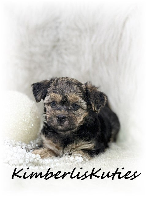 YORKIE POO (Yorkshire Terrier/Toy Poodle) Female, Maggie