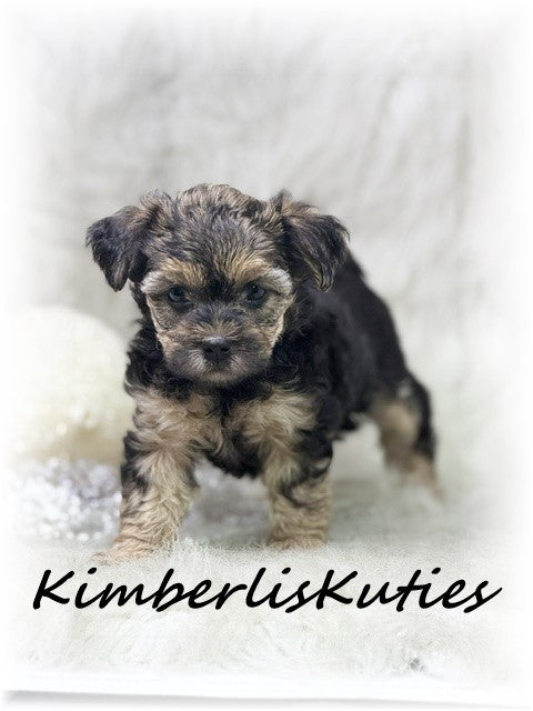 YORKIE POO (Yorkshire Terrier/Toy Poodle) Female, Maggie
