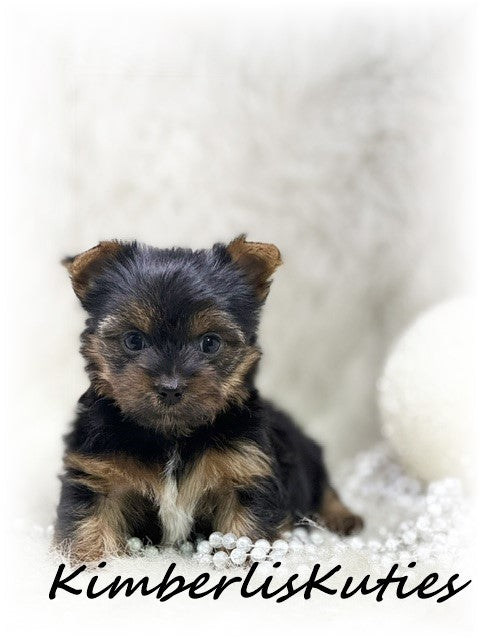 TRADITIONAL  Yorkshire Terrier ~ Female, Kaylee