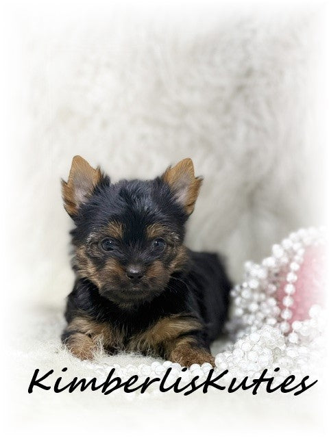 TRADITIONAL Yorkshire Terrier ~ Female, Kinley