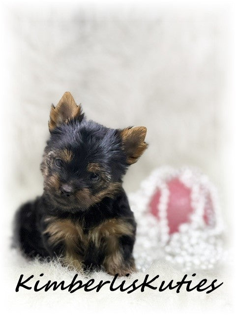 TRADITIONAL Yorkshire Terrier ~ Female, Kinley
