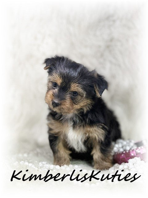 TRADITIONAL Yorkshire Terrier ~ Female, Kylie