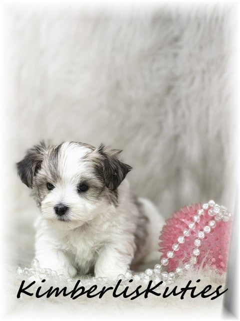MORKIE (Maltese/ Yorkshire Terrier) Female, Poppy
