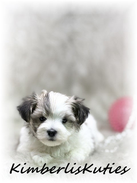 MORKIE (Maltese/ Yorkshire Terrier) Female, Poppy