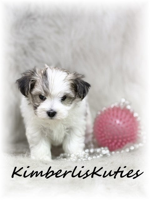 MORKIE (Maltese/ Yorkshire Terrier) Female, Poppy