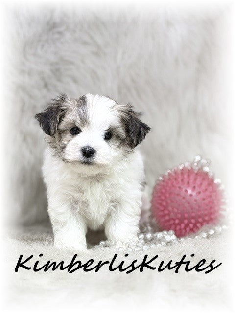 MORKIE (Maltese/ Yorkshire Terrier) Female, Poppy