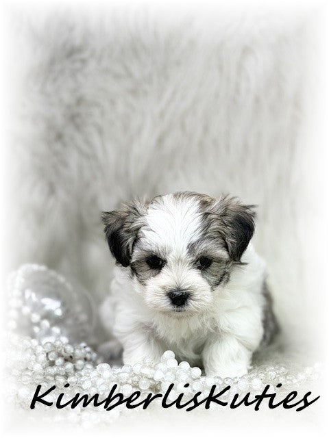 MORKIE (Maltese/ Yorkshire Terrier) Female, Phoebe