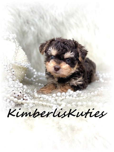 YORKIE POO (Yorkshire Terrier/Toy Poodle) Female, Little Blair