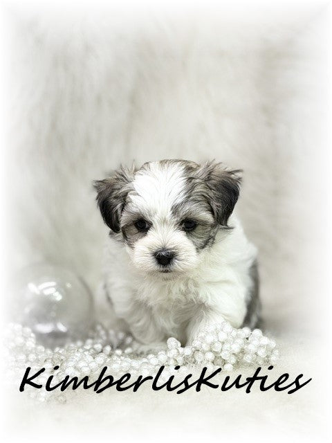 MORKIE (Maltese/ Yorkshire Terrier) Female, Phoebe
