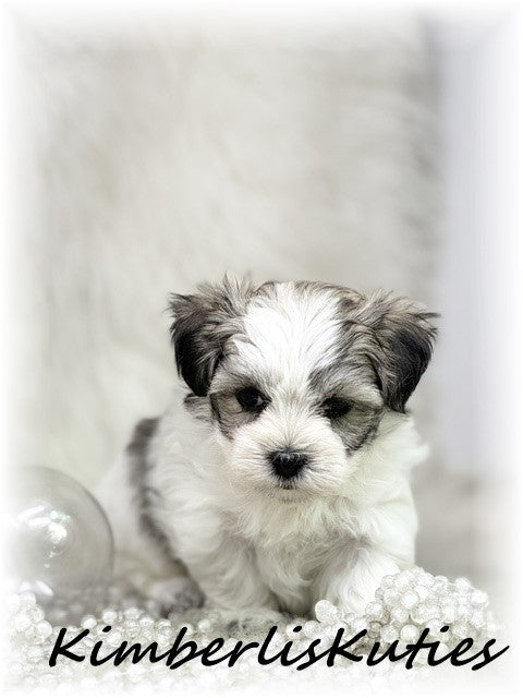 MORKIE (Maltese/ Yorkshire Terrier) Female, Phoebe