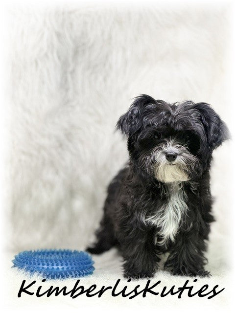 YORKIEPOO (Yorkshire Terrier/Toy Poodle) Tiny Wyatt
